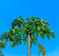 papaya tree and its green fruit Royalty Free Stock Photo