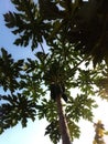papaya tree with its young fruit Royalty Free Stock Photo