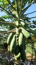 papaya tree with its young fruit Royalty Free Stock Photo
