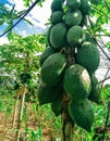Papaya Royalty Free Stock Photo