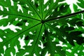 Papaya tree Leaf Royalty Free Stock Photo