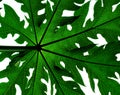 Papaya tree Leaf Royalty Free Stock Photo