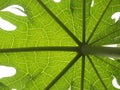 Papaya Tree Leaf Royalty Free Stock Photo