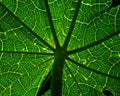 Papaya tree Leaf. Royalty Free Stock Photo
