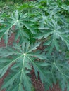 Papaya tree leaf abstract background Royalty Free Stock Photo