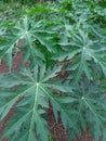 Papaya tree leaf abstract background Royalty Free Stock Photo