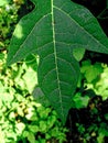 Papaya tree leaf image. Portrait mode view photography Royalty Free Stock Photo