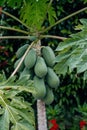 papaya tree leaves with papayas in the background Royalty Free Stock Photo