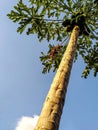 Papaya tree in low angle with blue sky as background