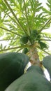 Papaya fruits