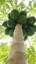 Papaya tree Royalty Free Stock Photo
