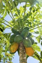 The papaya tree Maturing