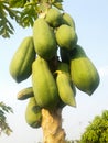 Papaya tree