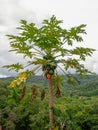 Papaya tree in the orchard. Royalty Free Stock Photo