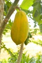 Papaya tree in the orchard of Thailand Royalty Free Stock Photo