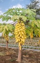 Papaya tree in the orchard of Thailand Royalty Free Stock Photo