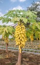 Papaya tree in the orchard of Thailand Royalty Free Stock Photo