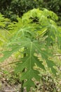 Papaya tree in the orchard of Thailand. Royalty Free Stock Photo