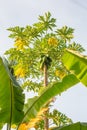 Papaya Tree outdoors miami tropical climate sunny blue sky Royalty Free Stock Photo