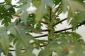 Papaya tree and papaw flower