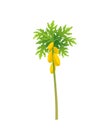 Papaya tree. Papaw plant. Large yellow papaya fruits on a tree. Flat vector illustration.