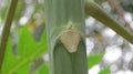 papaya tree Royalty Free Stock Photo