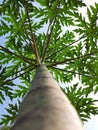 Papaya tree plant during the day Royalty Free Stock Photo