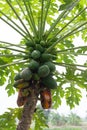 Papaya tree with of the plant disease.
