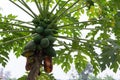 Papaya tree with of the plant disease.