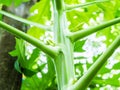 Papaya tree plant growing nature view from under. Royalty Free Stock Photo