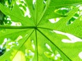 Papaya tree plant growing nature view from under. Royalty Free Stock Photo