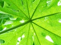 Papaya tree plant growing nature view from under. Royalty Free Stock Photo