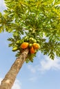 Papaya Tree. Royalty Free Stock Photo