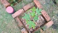 Planting a papaya tree