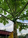 Papaya Tree, pokok betik Royalty Free Stock Photo