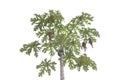 Papaya tree with raw fruits on white background.