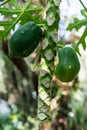 Papaya tree with fruit, carica papaya caricaceae from mexico