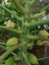 Papaya tree stem with flowers, fruits and leaves