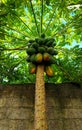 Papaya tree with thick fruit against the background of the wall Royalty Free Stock Photo