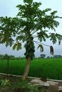 Papaya tree that thrives on a rice field background