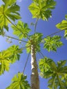 papaya tree in tropical climates