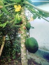A Papaya tree in the village of India Royalty Free Stock Photo