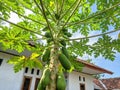 papaya tree & x28;Carica papaya L.& x29; with its young fruit Royalty Free Stock Photo