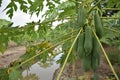 Papaya trees