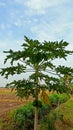 papaya trees on the edge of the rice fields against the blue sky Royalty Free Stock Photo