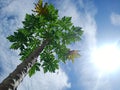 papaya trees exposed to sunlight during the day