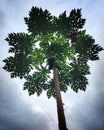 Papaya trees grow tall and reach the sky Royalty Free Stock Photo
