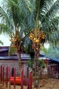 Papaya Trees 8368