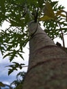 papaya trees that have not yet born fruit