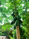 papaya trees are lush and beautiful for the view of the growers Royalty Free Stock Photo